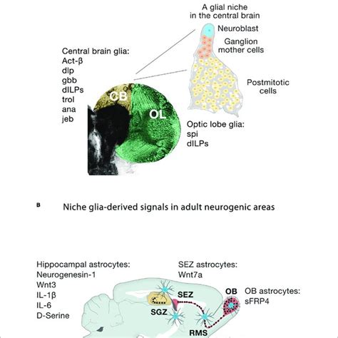 Niche Glia Derived Signals In The Larval Drosophila Brain And Adult