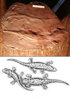 The Dragon's Tales: Carboniferous Amphibian Body Casts Found