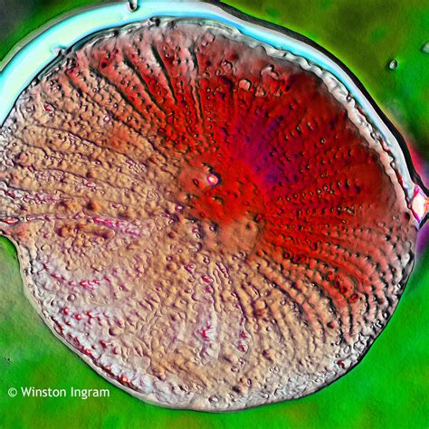 Microscopy Foraminifera | Microbus Microscope Educational Website