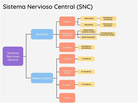 Sistema Nervioso Central y Periférico Ruta Mental Psico aprendizaje