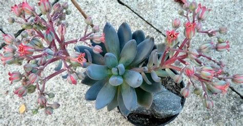 Sedeveria Blue Mist World Of Succulents Blooming Succulents