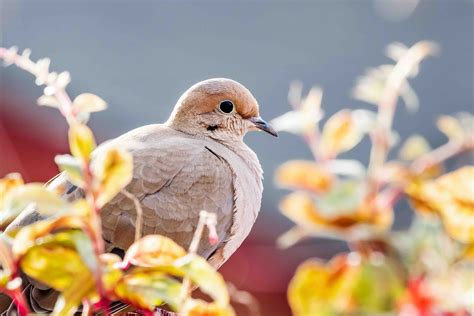 30 Mourning Dove Facts About The Most Common Bird In America | Facts.net