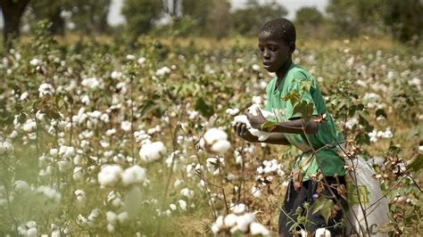 Mali La Culture Du Coton En Chute De Pour La Campagne En Cours