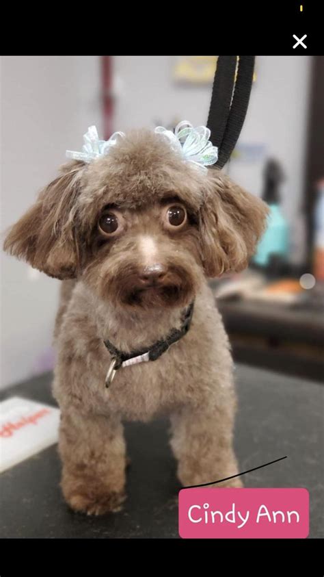 This Dog With Human Eyes On Petfinder Rmildlyinteresting