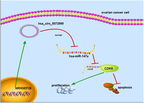 Circrna Circ Promotes The Progression Of Epithelial Ovarian