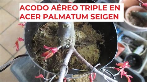 ACODO AÉREO TRIPLE EN ARCE PALMATUM JAPONÉS ACER PALMATUM SEIGEN