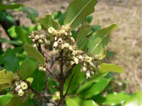 Jackalberry Tree African Savanna Plants Pets Lovers