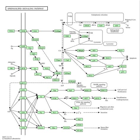 Kegg Pathway Sphingolipid Signaling Pathway Homo Sapiens Human