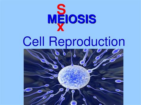 Ppt Meiosis Powerpoint Presentation Free Download Id2128662