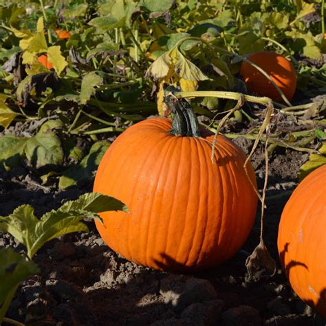 Orange Sunrise F1 Treated Pumpkin Seeds Osborne Farm Seeds