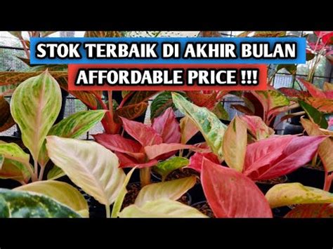 Aglaonema Stok Terbaik Di Akhir Bulan Special Affordable Price