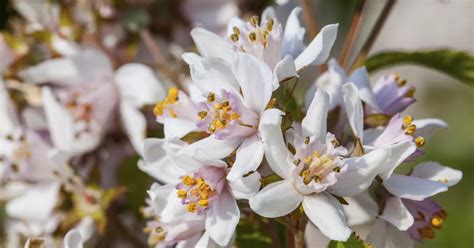 Deutzia Scabra Codsall Pink