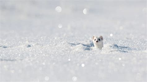 Download White Snow Winter Animal Stoat Hd Wallpaper