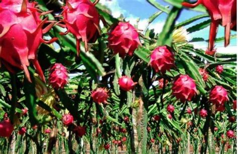 Producción De Pitahaya O Fruta De Dragón Toma Auge En Panamá En