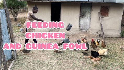 African Village Kenya 🇰🇪morning Routine Villagevlogs Chickenfeed