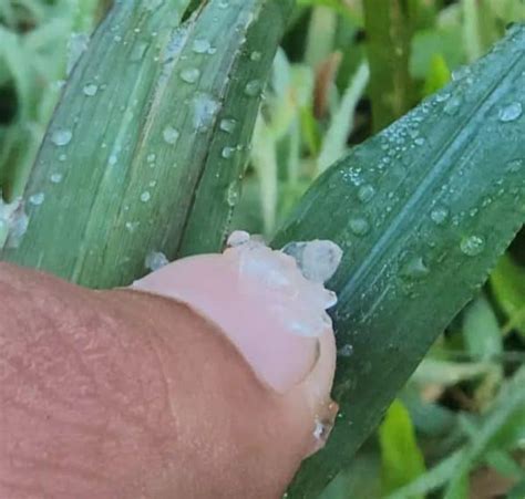 Regi O Sul Tem Campos Cobertos De Geada Em Pleno Ver O Radar Bo