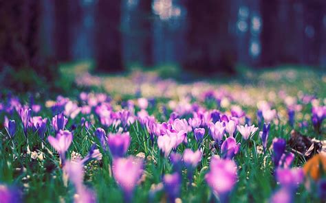 Hd Wallpaper Nature Plants Flowers Purple Flowers Field