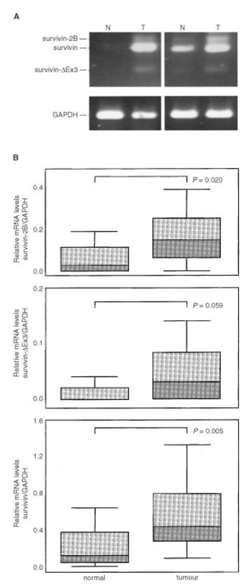 RTPCR Amplification A And Relative GAPDH Normalised MRNA Levels