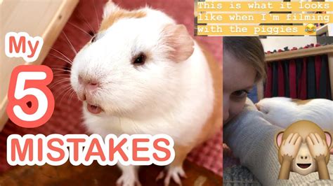 5 Mistakes I Made As A Guinea Pig Owner Youtube