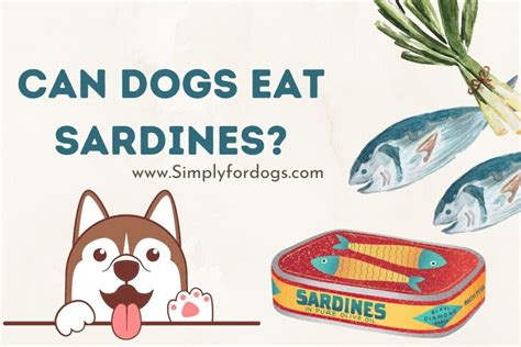 Can Dogs Eat Sardines? (Raw or Cooked?)