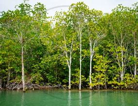 Natural Vegetation of India - Mangrove Forests (Tidal Forest) | Shaalaa.com