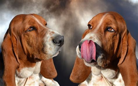 Sabueso Espanol vs Basset Hound - Breed Comparison