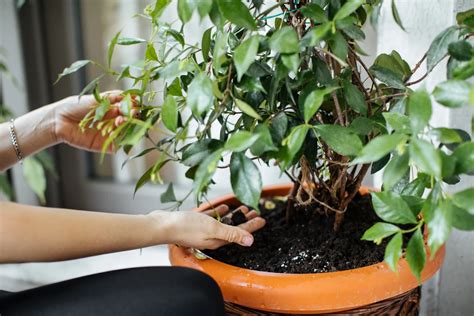 Si Tienes Esta Planta Est S De Suerte Por Eso Es Oro Puro En Casa