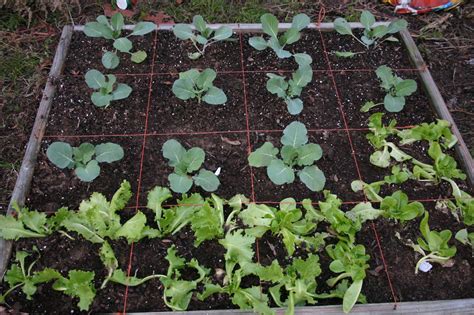 Homestead Life: Square Foot Gardening