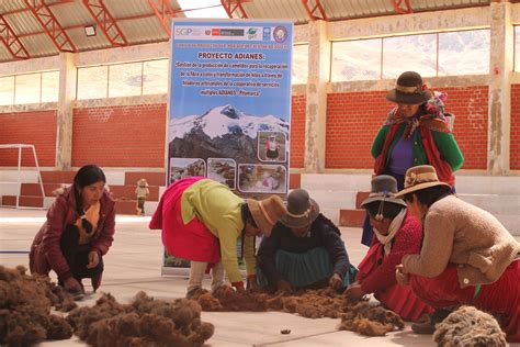 El Potencial De La Fibra De Camélidos Ppd Perú