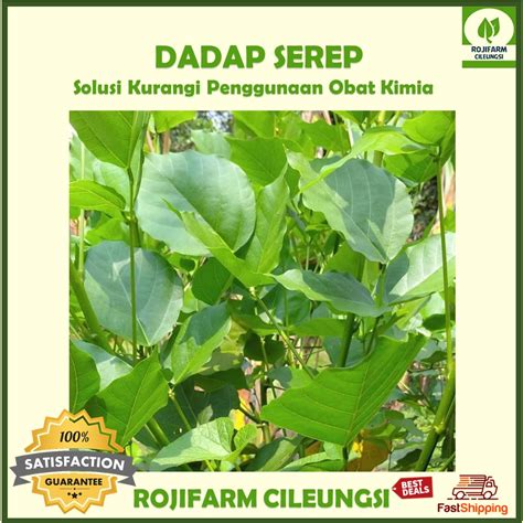 Jual Daun Dadap Segar Petik Dadakan Per Ikat Sekitar Ranting