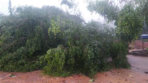 Temporal que caiu sobre Anápolis derrubou árvores e deixou sinais de