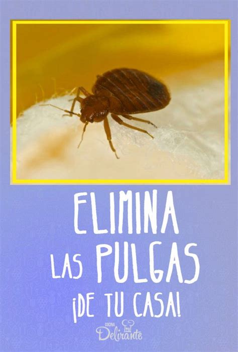 Como Eliminar Las Pulgas De La Casa