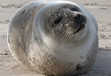 Juvenile Harp Seal Nauset Orleans 2114 Petertrull Flickr