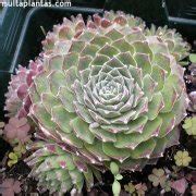 Sempervivum Calcareum O U A De Mujer Cuidados