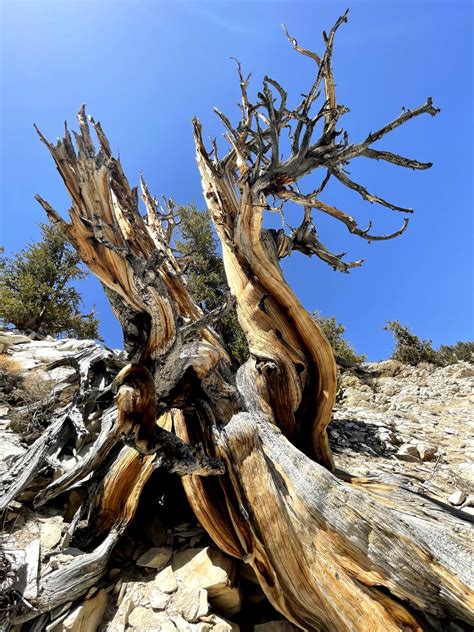 The Oldest Tree In The World