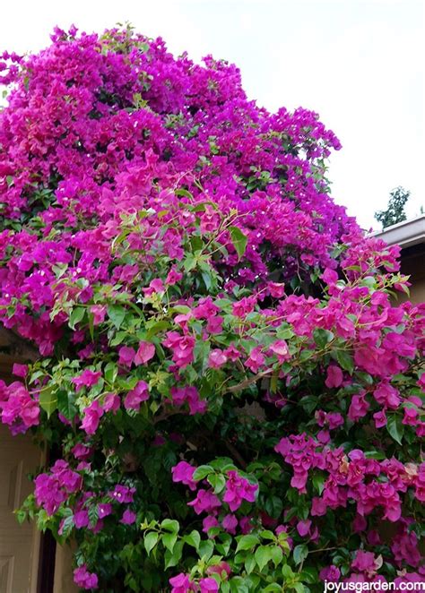 Bougainvillea Colors