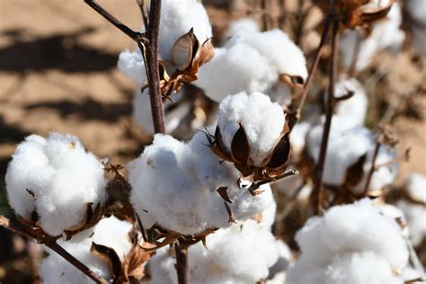 Cotton Key Player In Texas Panhandle Water Conservation AgriLife Today