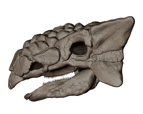 3D Ankylosaurus Skull 3D Print Model Model - TurboSquid 2162599