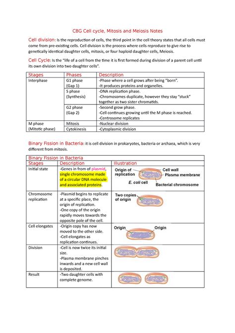 Cbg Cell Cycle 3 CBG Cell Cycle Mitosis And Meiosis Notes Cell