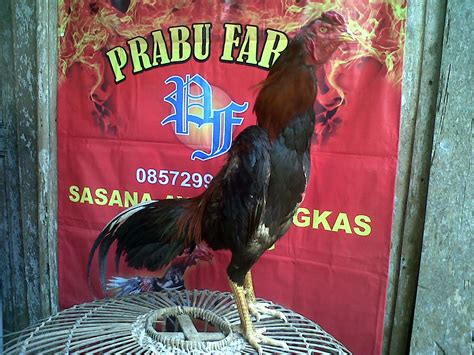 Jual Ayam Aduan