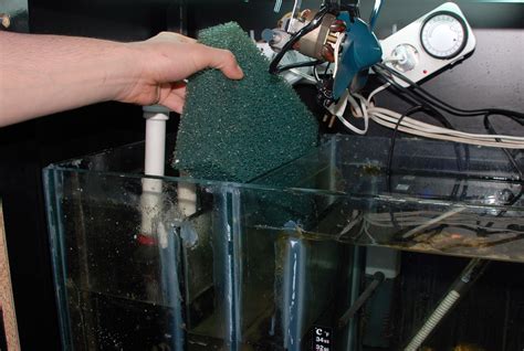 How To Clean A Fish Tank With Pictures Wikihow