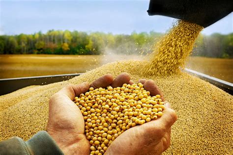 Soya regulada llegó a us 363 la tonelada a productores El Mundo