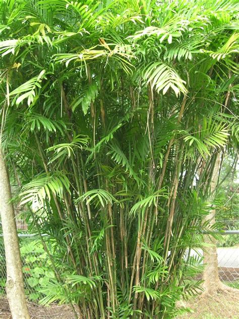 Bamboo Palm Facts Benefits How To Grow And Care Tips