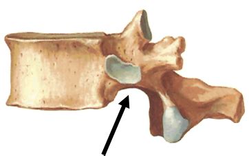 Spine And Neck Sectional Anatomy Flashcards Quizlet