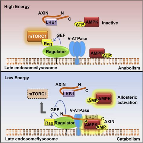 The Lysosomal V ATPase Ragulator Complex Is A Common Activator For AMPK