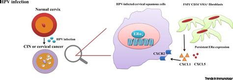 Nuclear Receptors In Cancer Inflammation And Immunity Trends In Immunology