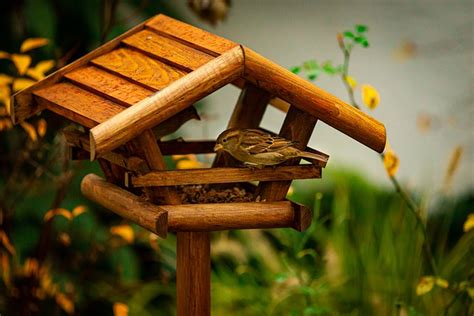 Sparrow Bird House - Free photo on Pixabay