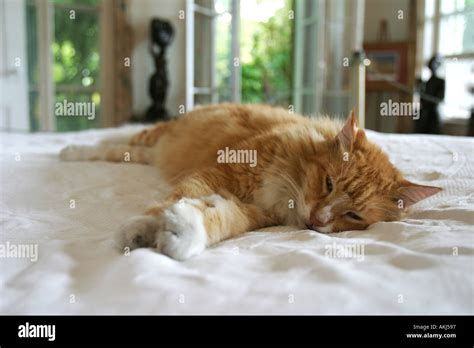 Archibald The 6 Toed Cat On The Bed In The Master Room At Hemingway S