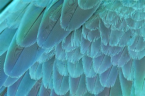 Macaw Wing In Blue And Yellow A Closeup View Photo Background And ...