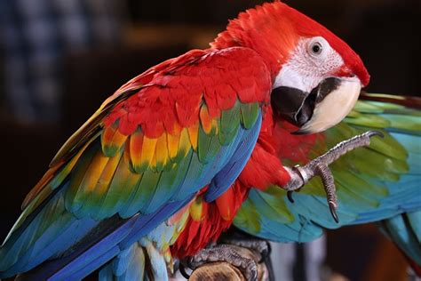 Scarlet Macaw Tropical Bird - Free photo on Pixabay - Pixabay